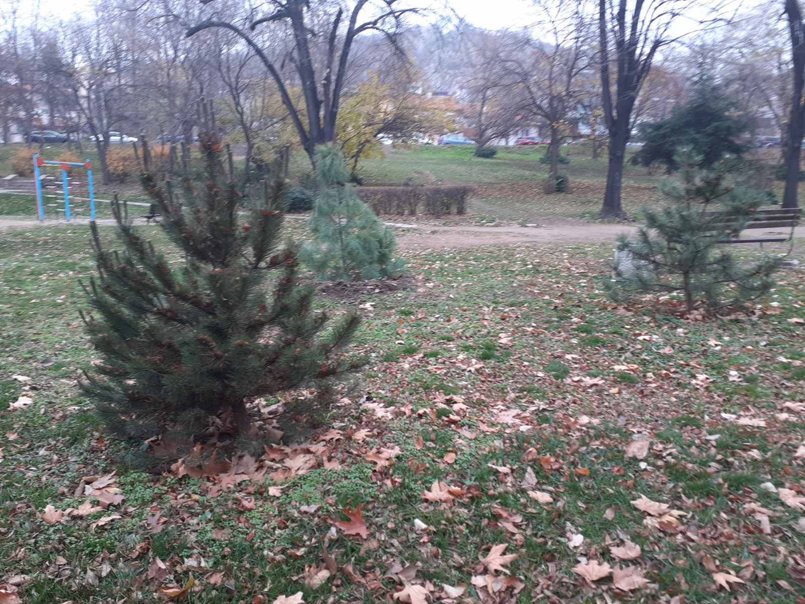 Засади се ново борче на мястото на отсеченото в парка