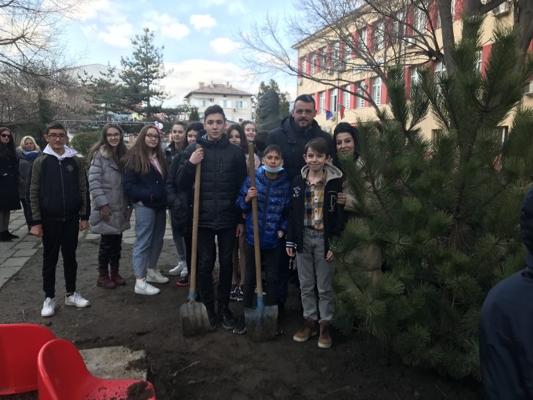 Кметът Георги Стаменов и ученици от ОУ „Кочо Честеменски“ засадиха  двуметров бор в двора на училището